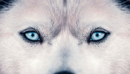 Husky eyes - Powered by Adobe
