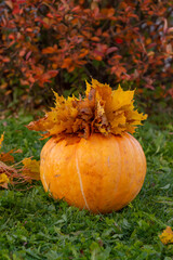Autumn. Harvesting. Vegetables. A huge ripe yellow large pumpkin is lying on the grass outside.
