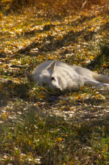 Fototapeta na wymiar A White Wolfdog resting in an Enclosure