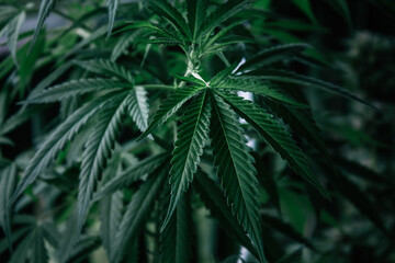 Cannabis plant close up. Dark green leafs. 