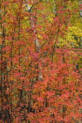 Branches of a shrub with colored leaves in the autumn forest