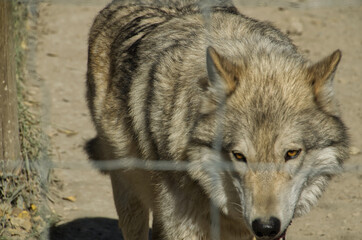 A Wolfdog pacing around in Enclosure
