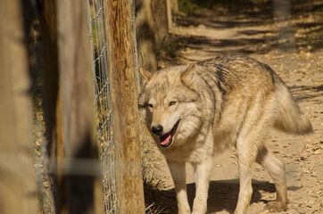 A Wolfdog pacing around in Enclosure