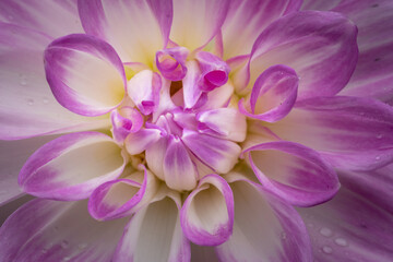 close up of purple flower