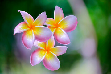 Frangipani Tropical Spa Flower. Plumeria Border Design, on a blurry background.