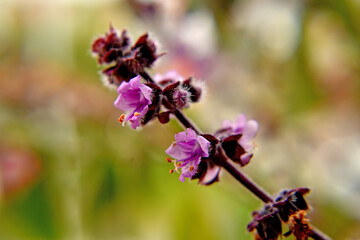 basil flower of African blue basil