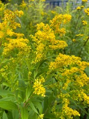 Solidago altissima high vore or late veneer