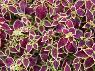Coleus,Coleus blumei, Koleus, Plectranthus scutellarioides, Pochwiatka