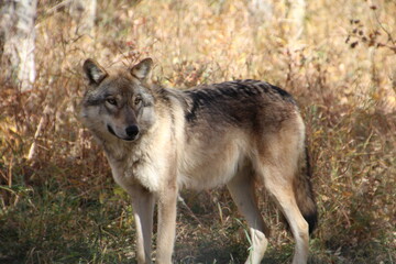 Naklejka na ściany i meble Wolf In The Grass, Yamnuska Wolfdog Sanctuary, Cochrane, Alberta