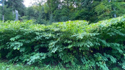flowering Reynoutria japonica - a species of the family Of the chardestidae