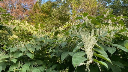 flowering Reynoutria japonica - a species of the family Of the chardestidae