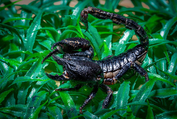 A black venomous scorpion is on the green grass.