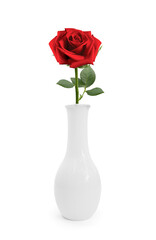 Red Rose in Vase on white background