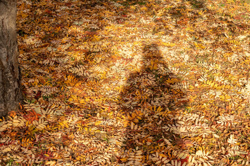 Autumn portrait - the shadow of a man on the yellow edged leaves of a mountain ash sunny autumn day