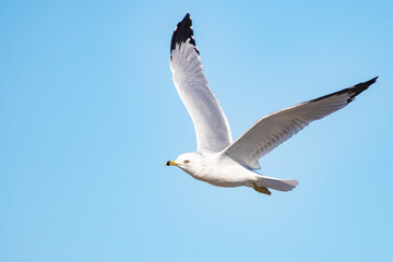 Ring-Billed Gull in Flight Against a Bright Blue Fall Sky