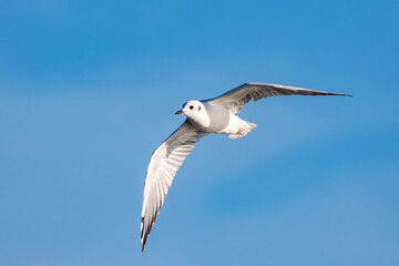 Bonaparte's Gull in Graceful Flight