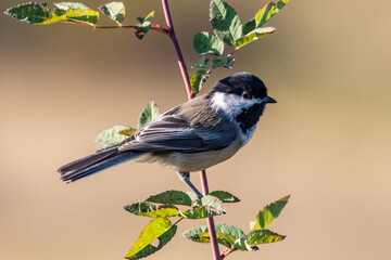 Close-Up of Chickadee in Early Morning Light © Jeff Huth