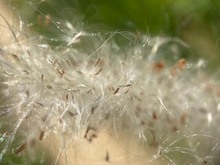 Closeup of grass seeds blowing in the air.