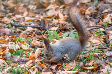 Naklejka na ściany i meble Squirrel in autumn hides nuts on the green grass with fallen yellow leaves