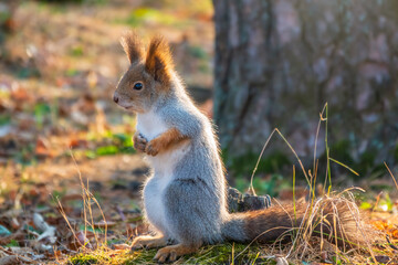 Autumn Squirrel standing on its hind legs on on green grass with fallen yellow leaves