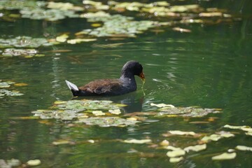 可愛いバンのお散歩