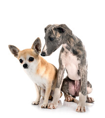 English Whippet and chihuahua