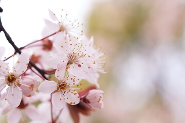 Cherry Blossom or Sakura flower on nature background.