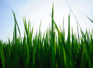 Green rice field under sunrise sky