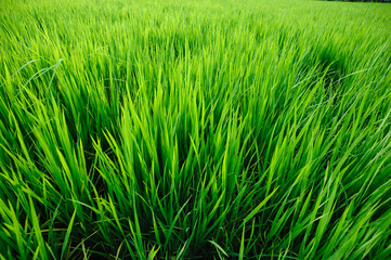 Green rice crops in growth at field