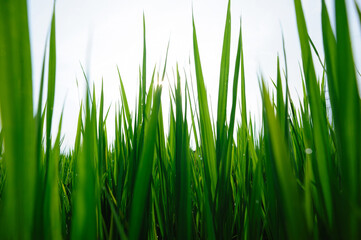 Green rice field under sunrise sky