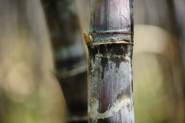 Sugarcane field with plants growing