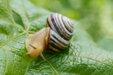 Close-up view of snail on green leaf.