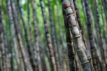 Sugarcane field with plants growing