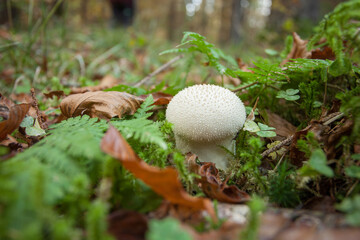 mushroom grown up inside a forest in Dolomites (Italy)