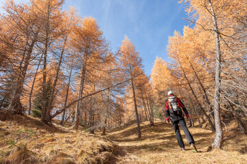 Obraz premium A trekker walking solo among the forest in a sunny atumnal day