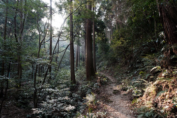 林道 Forest road