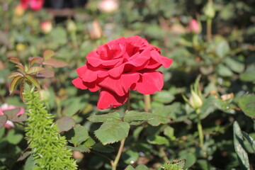 red flower and red rose in the garden