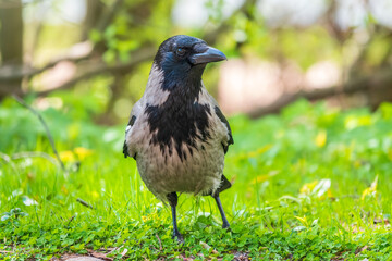 Black crow walks on green lawn. Raven on grass. Wild bird on meadow.