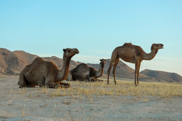 Camel in Desert land at Sunrise. Desert concept.