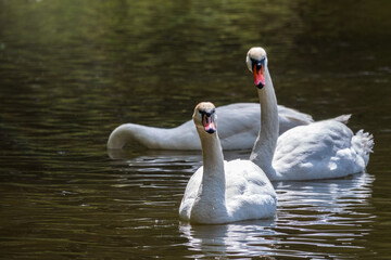 Graceful white Swans swimming in the lake, swans in the wild