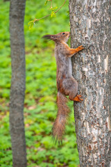 The squirrel sits on a tree trunk in the spring. Eurasian red squirrel