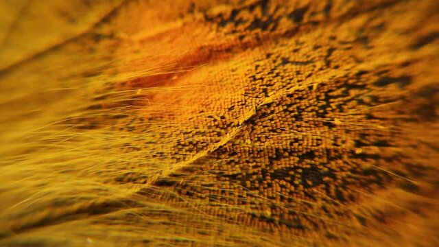 Extreme Closeup of black and yellow mottled butterfly wing.
Rainforest, global warming and ecological fragility concepts. Macro of Vibrant insects, insect.
High-quality 4K footage under the microscope
