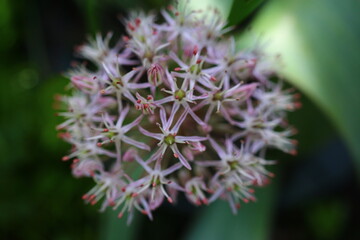 Czosnek karatawski Allium karataviense