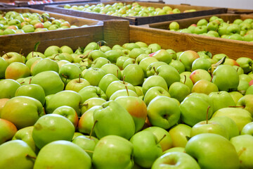 Lots of green apples. Full frame shot of red apples. Fresh red apples from the market. 