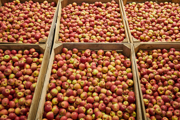 Lots of red apples in pallets. Full frame shot of red apples. Fresh red apples from the market. 