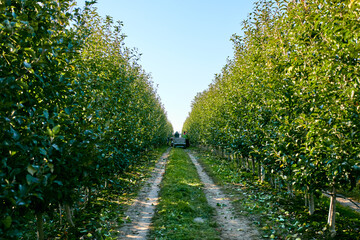 Fototapeta na wymiar The road in the apple orchard. Apple harvest.