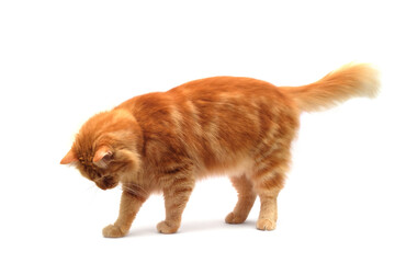 Ginger cat walking on isolated white background