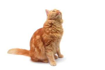 Ginger cat standing and looking up, isolated on white background
