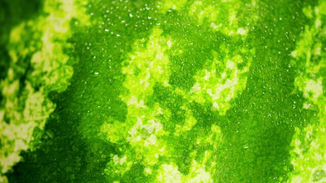 Watermelon ripe green surface. Healthy summer eating concept, harvesting, season fruit. Rotation.