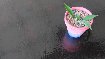 A cute small pot of young succulent plant, in a pot painted in pink and blue. On a wooden surface, with copy space on the left.